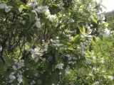 Exochorda serratifolia