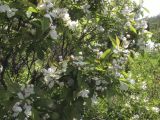 Exochorda serratifolia. Ветви с цветками. Владивосток, ботанический сад-институт ДВО РАН. 30 мая 2011 г.