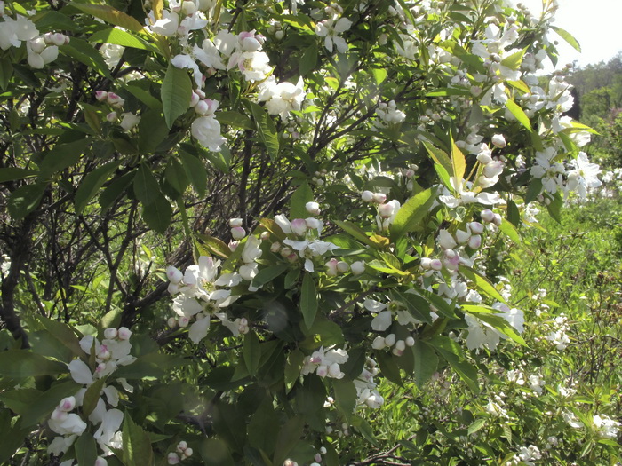 Image of Exochorda serratifolia specimen.