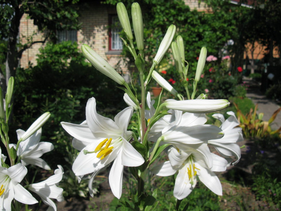 Изображение особи Lilium candidum.