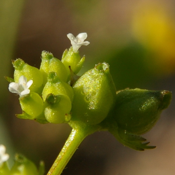 Image of Valerianella rimosa specimen.