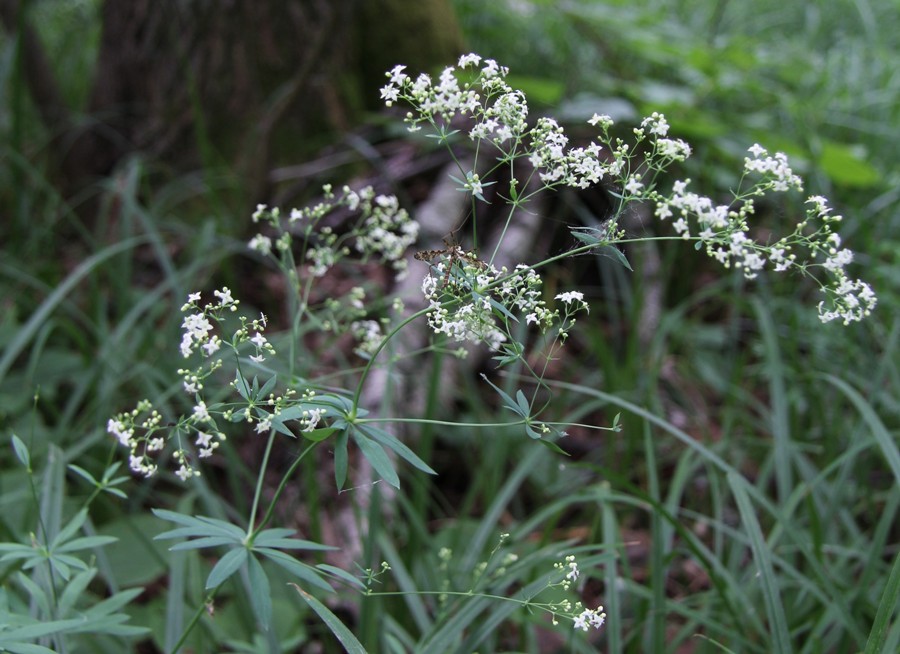 Image of Galium intermedium specimen.