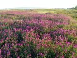 Astragalus onobrychis