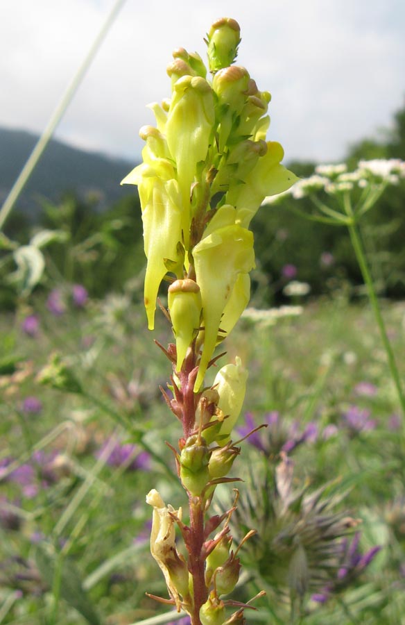 Image of Linaria ruthenica specimen.