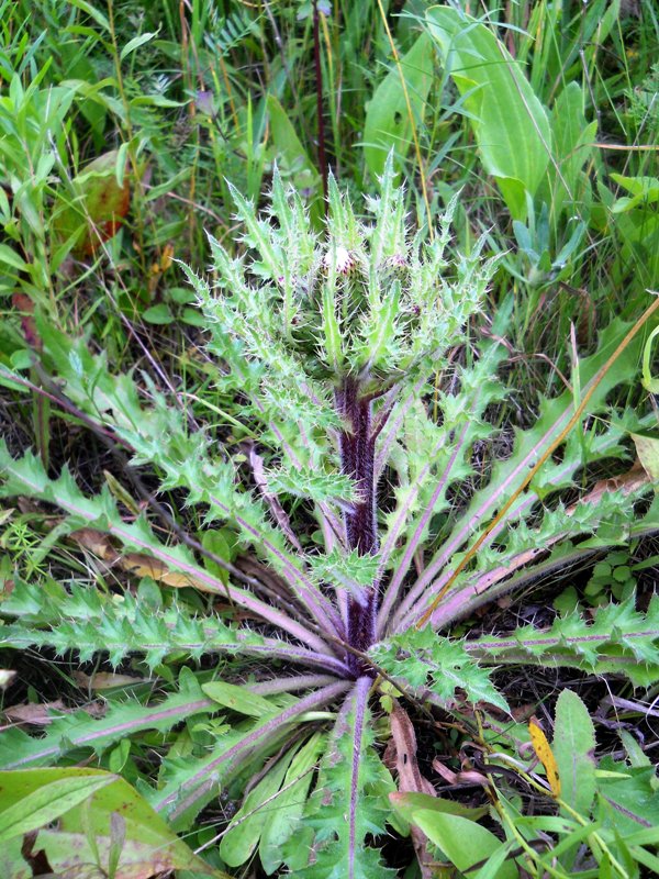 Изображение особи Cirsium esculentum.