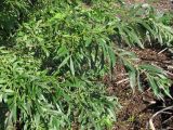 Salix gmelinii. Ветви (некоторые листья этого кустарника достигают 30 см дл.). Окр. Архангельска, окраина свалки. 14.08.2011.