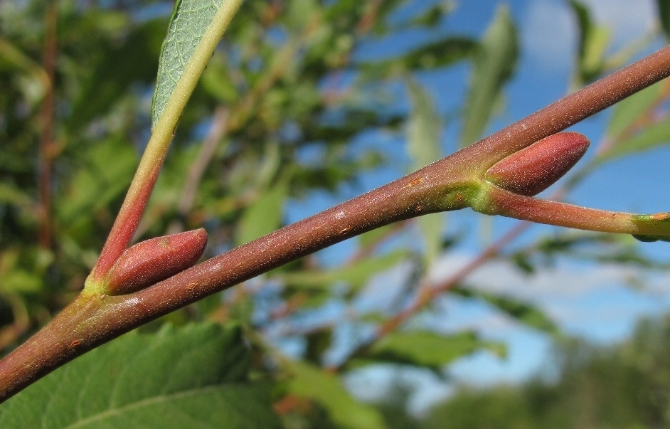 Изображение особи Salix &times; laurina.