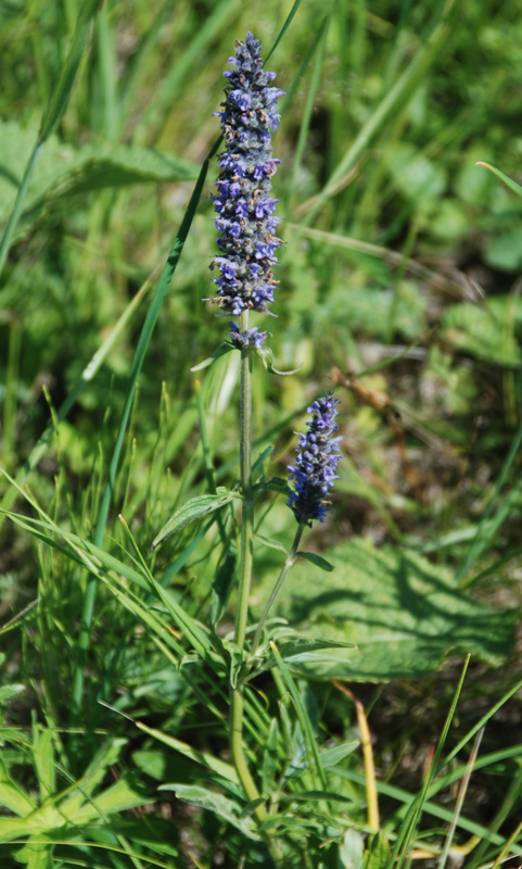 Изображение особи Schizonepeta multifida.