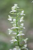 Platanthera chlorantha