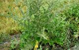 Onopordum acanthium. Нижняя часть растения. Копетдаг, Чули. Июнь 2011 г.