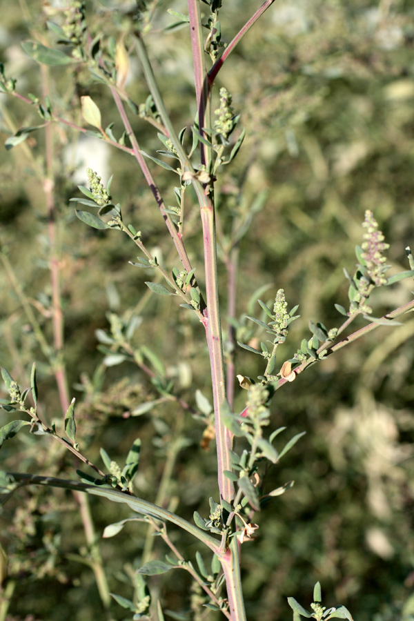 Изображение особи Chenopodium strictum.