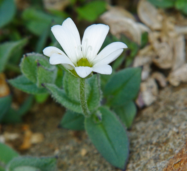 Изображение особи семейство Caryophyllaceae.