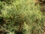 Anabasis turkestanica. Растение на солончаке по берегу канала. Каракумы, Мервский оазис. Июнь 2011 г.