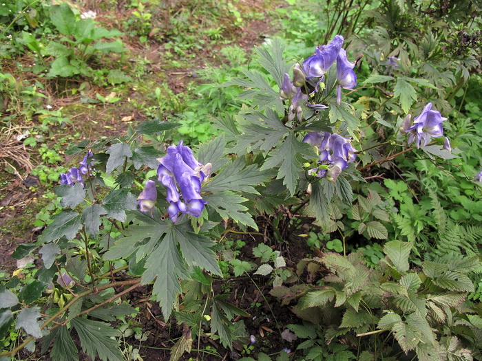 Изображение особи род Aconitum.