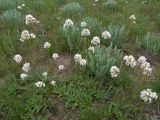 Valeriana tuberosa