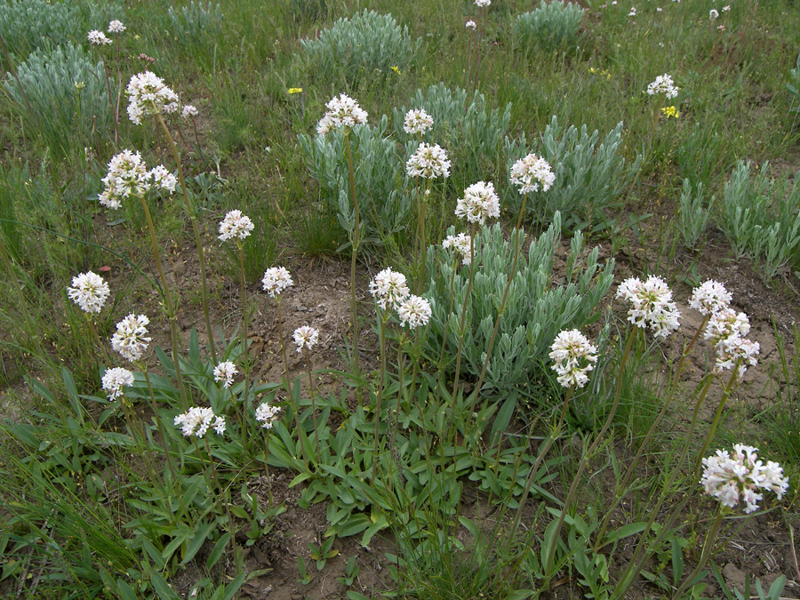 Изображение особи Valeriana tuberosa.