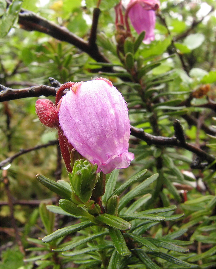 Изображение особи Phyllodoce caerulea.