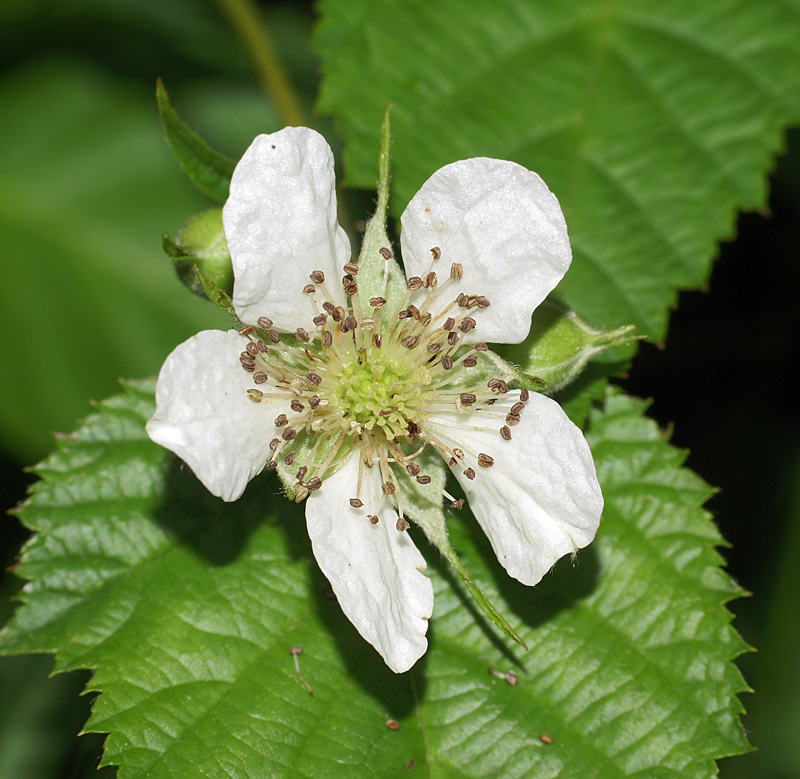 Изображение особи Rubus nessensis.