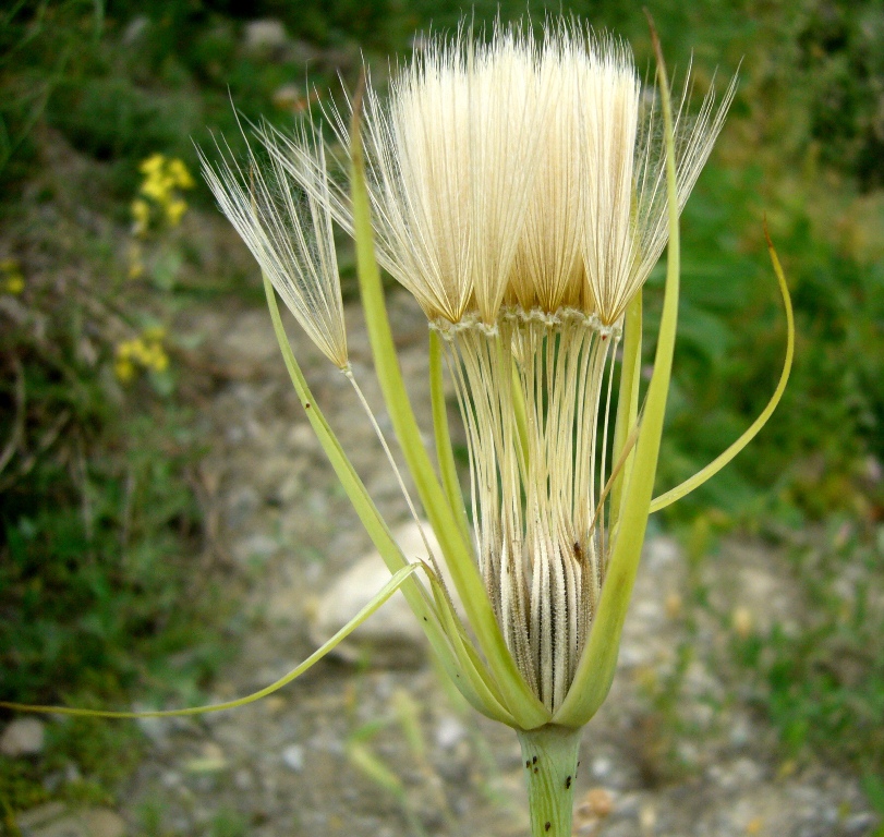 Image of Tragopogon porrifolius ssp. longirostris specimen.
