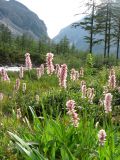 Bistorta officinalis. Цветущее растение. Забайкалье, хребет Кодар. 25.07.2007.