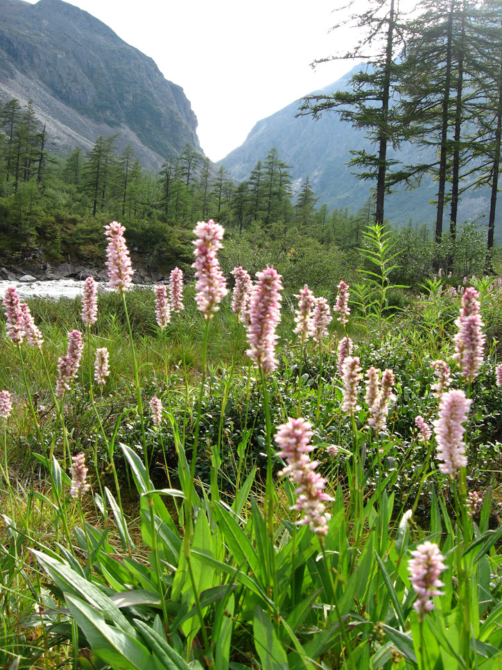 Изображение особи Bistorta officinalis.