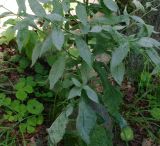 Arabis pendula. Нижняя часть растения (листья покрыты мицелием мучнисторосяного гриба, наиболее вероятно Golovinomyces arabidis (Zheng et Chen) Heluta). Приморье, Владивосток, Ботанический сад. 23.08.2009.
