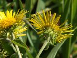 Inula japonica. Соцветия. Приморье, окр. Артёма, Владивостокский аэропорт \"Кневичи\". 24.08.2009.