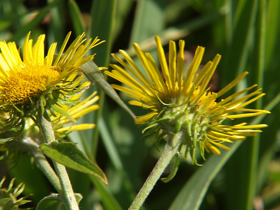 Image of Inula japonica specimen.