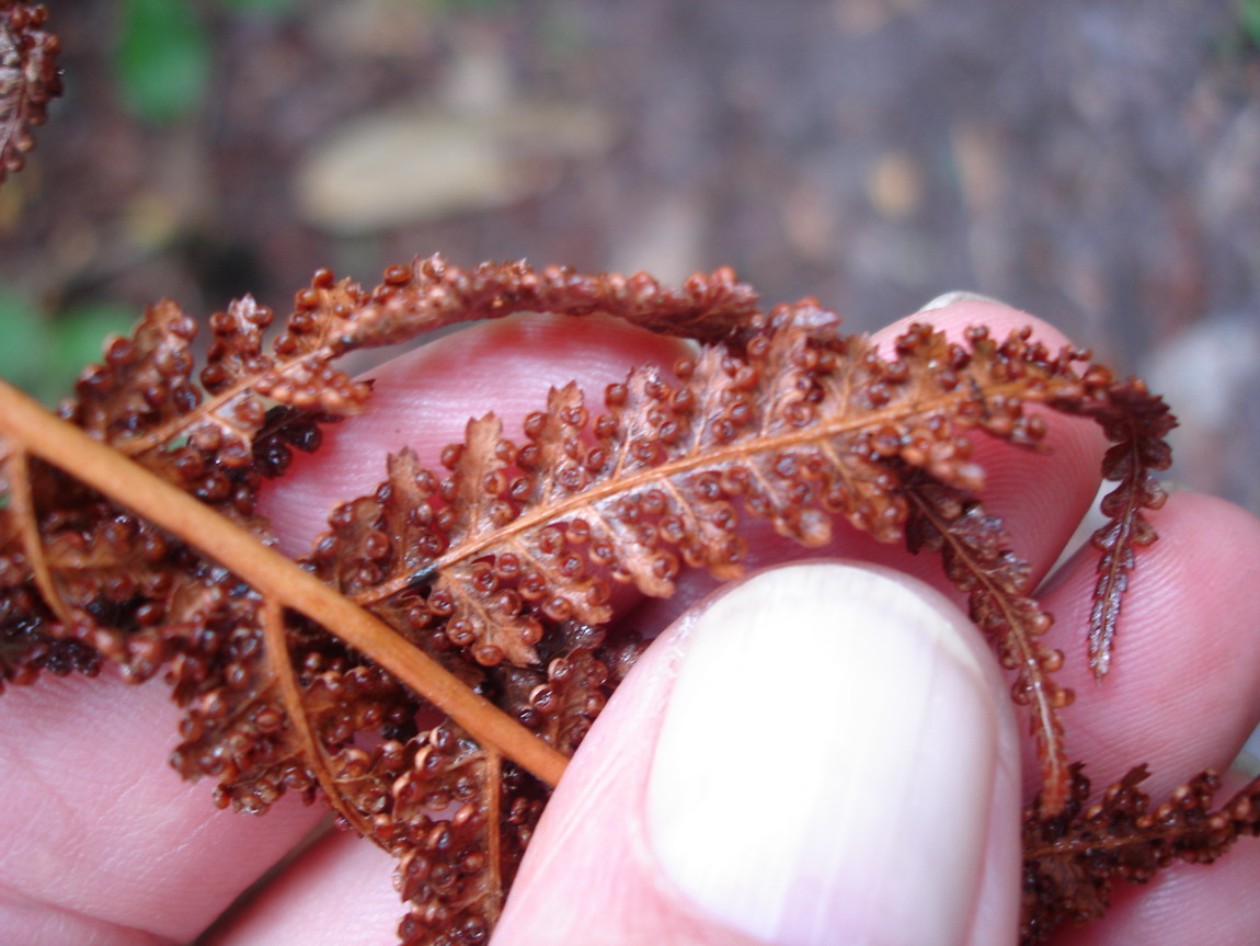 Image of Dicksonia antarctica specimen.