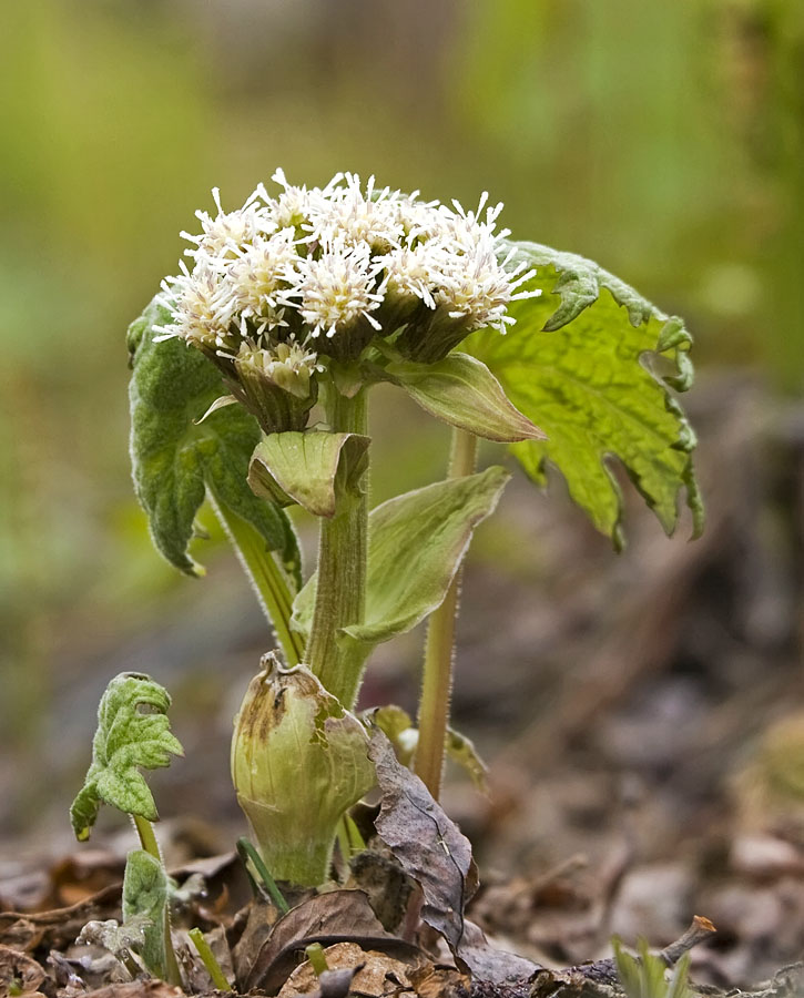 Изображение особи Petasites tatewakianus.