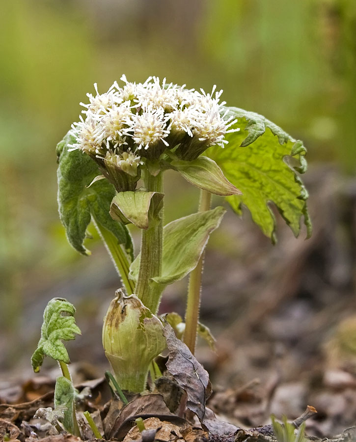 Image of Petasites tatewakianus specimen.