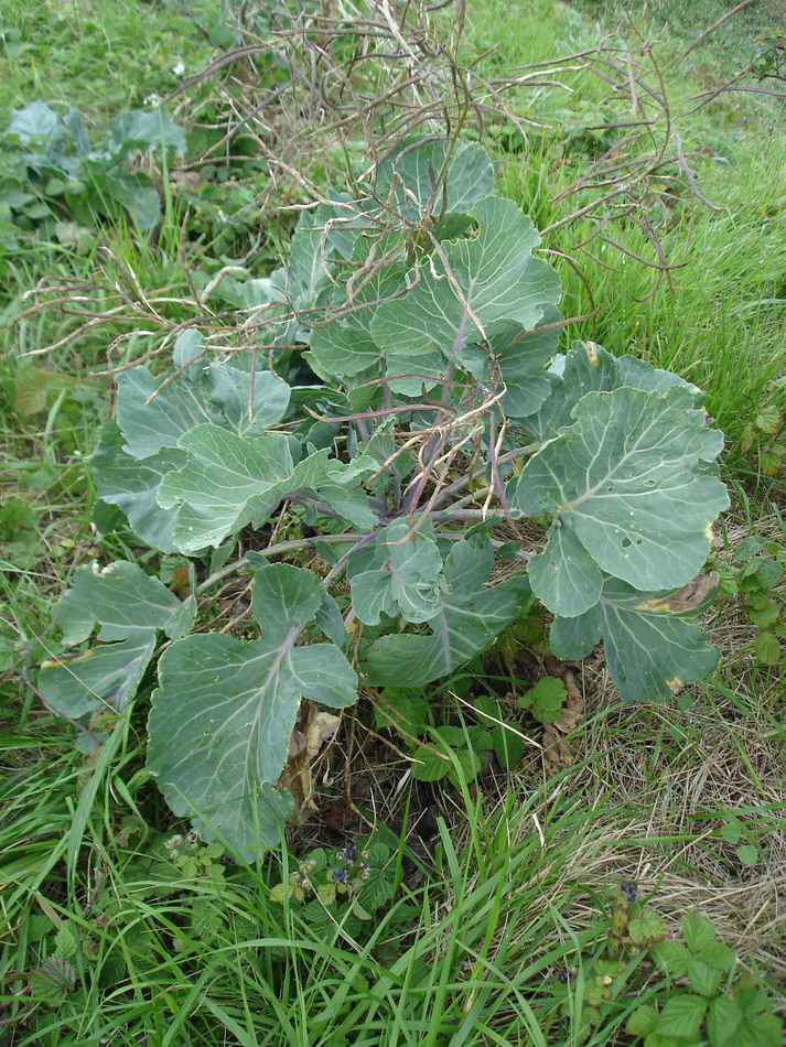 Изображение особи Brassica oleracea.