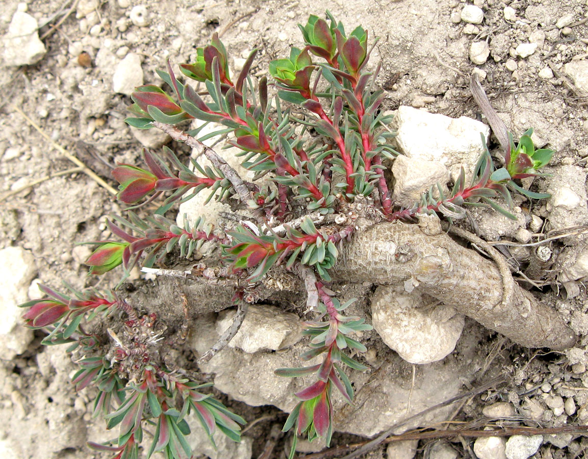 Image of Euphorbia petrophila specimen.