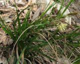 Carex halleriana. Цветущее растение. Крым, окр. Ялты, ущелье Уч-Кош, сосновый лес. 22 апреля 2012 г.