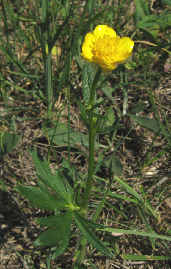 Image of Ranunculus polyanthemos specimen.