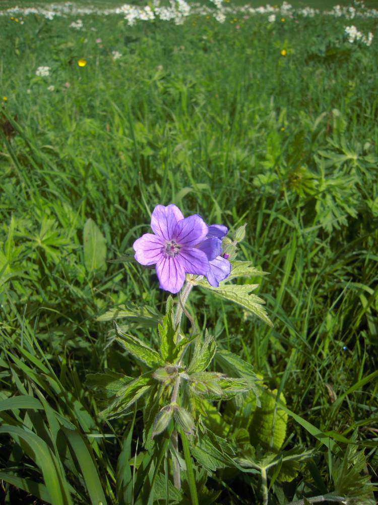 Изображение особи Geranium sylvaticum.