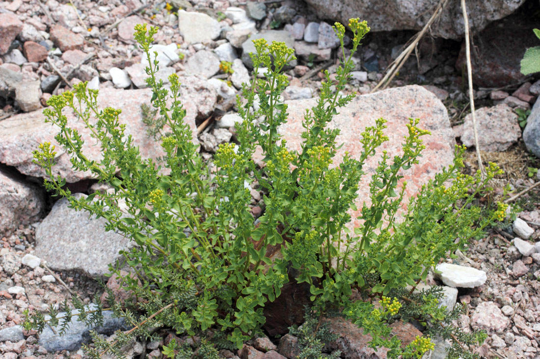 Image of Hypericum perforatum specimen.