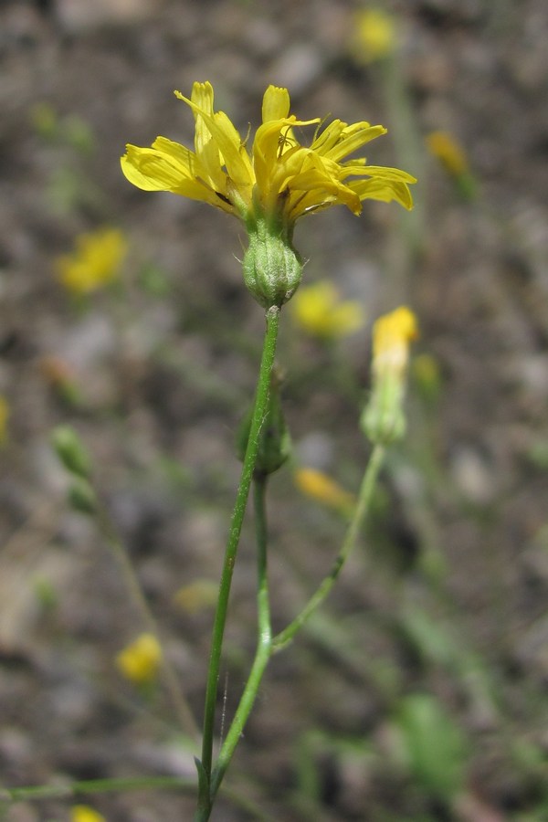 Изображение особи Crepis micrantha.