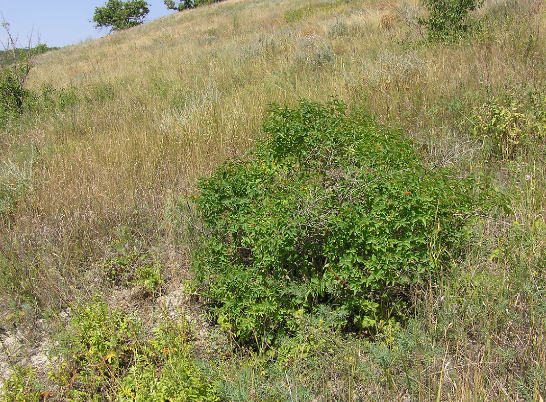 Image of Lonicera tatarica specimen.