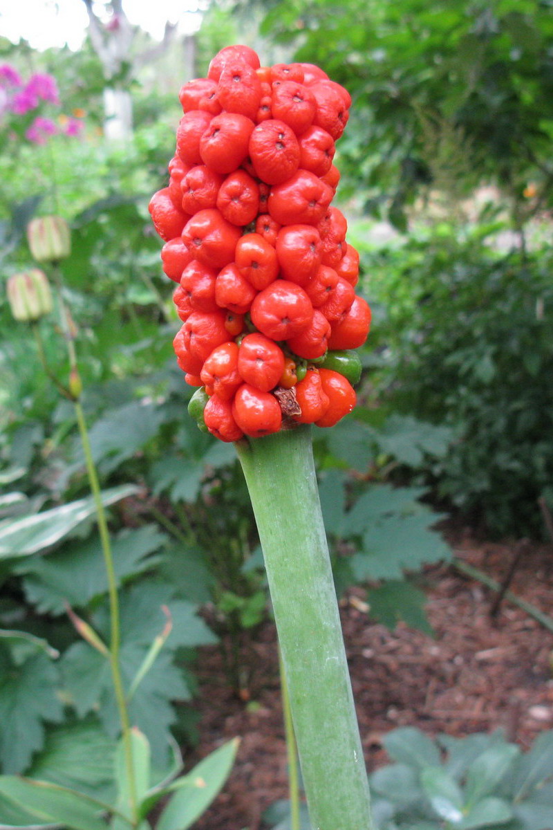 Изображение особи Arum rupicola.