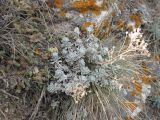 Odontarrhena obtusifolia. Плодоносящее растение. Крым, Тарханкутский п-ов, урочище Атлеш, прибрежные известковые скалы. 31.08.2010.