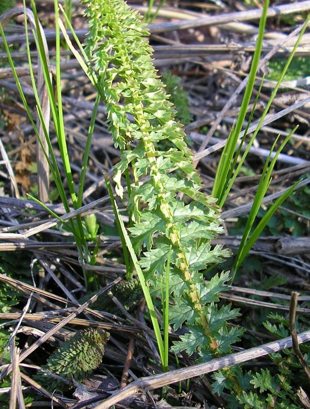 Image of Filipendula vulgaris specimen.