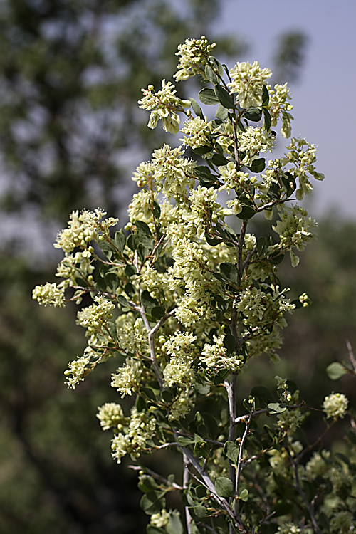 Image of Atraphaxis pyrifolia specimen.