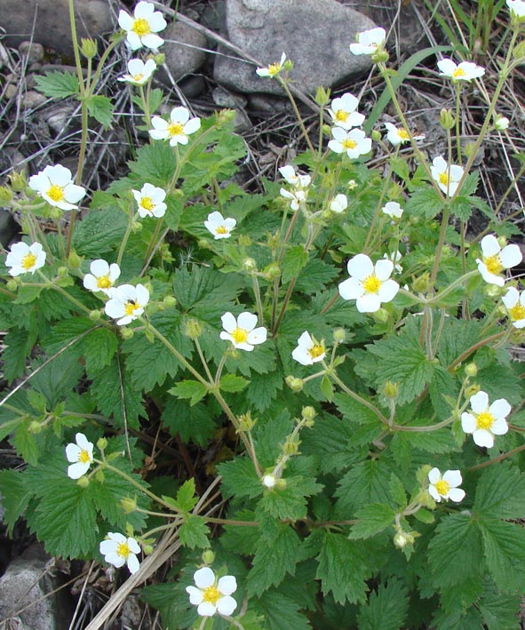 Изображение особи Potentilla inquinans.