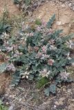 Astragalus megalomerus. Плодоносящее растение. Южный Казахстан, каньон Даубаба, правый берег. 05.05.2012.