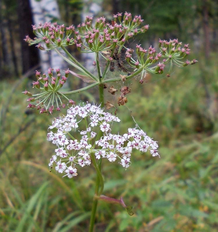 Изображение особи Ostericum tenuifolium.