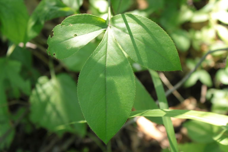 Изображение особи Atractylodes ovata.