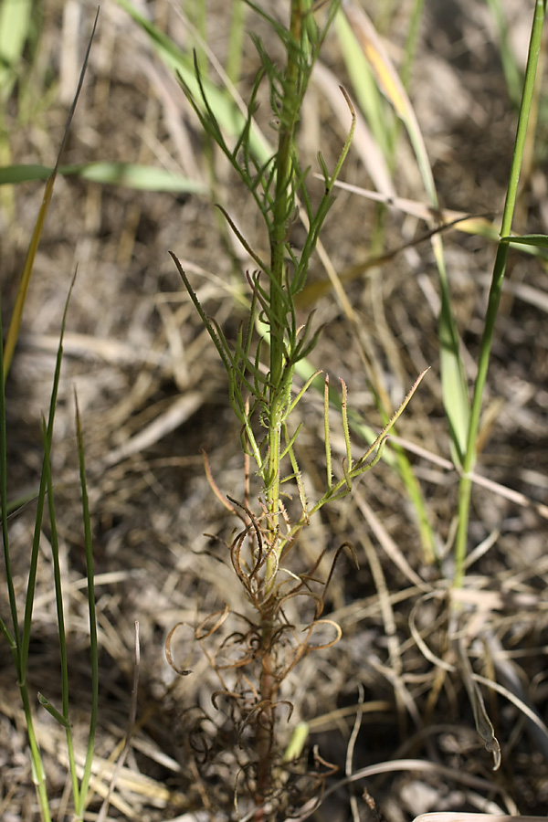 Image of Crupina vulgaris specimen.