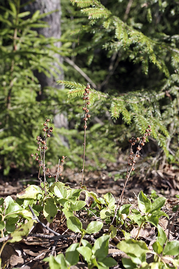 Изображение особи Orthilia secunda.