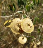 Medicago arborea